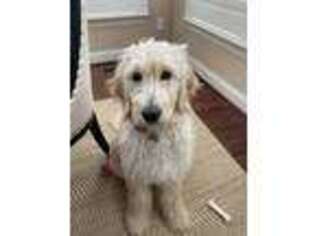 Goldendoodle Puppy for sale in Downingtown, PA, USA