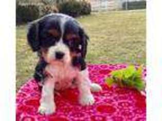 Cavalier King Charles Spaniel Puppy for sale in Ronks, PA, USA