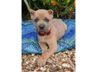 Cane Corso Puppy for sale in Hartshorne, OK, USA