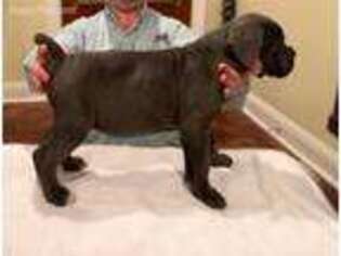 Cane Corso Puppy for sale in Magee, MS, USA