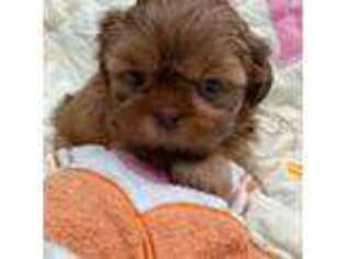Mutt Puppy for sale in Altoona, FL, USA