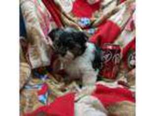 Yorkshire Terrier Puppy for sale in Snowflake, AZ, USA