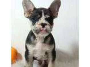 French Bulldog Puppy for sale in Canton, OH, USA