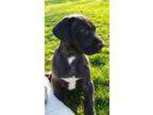 Great Dane Puppy for sale in Miamisburg, OH, USA