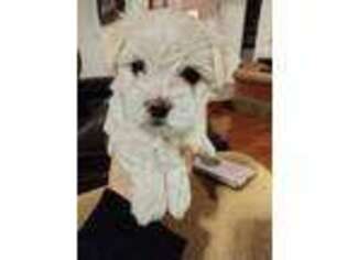 Maltese Puppy for sale in Burke, VA, USA