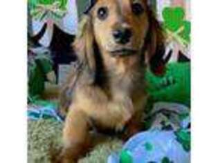 Dachshund Puppy for sale in Pflugerville, TX, USA