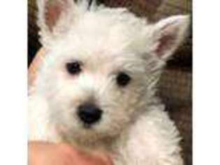 West Highland White Terrier Puppy for sale in Martinsville, VA, USA