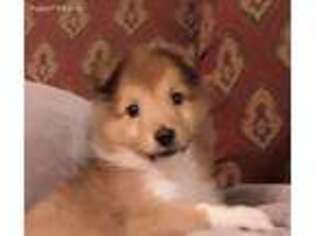 Shetland Sheepdog Puppy for sale in Fort Worth, TX, USA