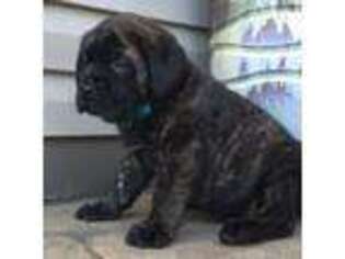 Mastiff Puppy for sale in Atglen, PA, USA