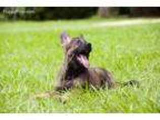 German Shepherd Dog Puppy for sale in Webster, FL, USA