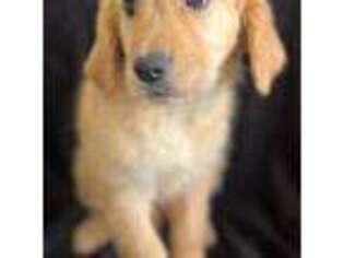 Golden Retriever Puppy for sale in Vacaville, CA, USA