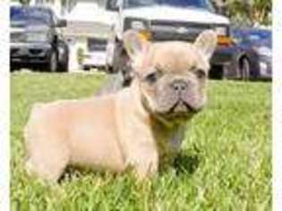 French Bulldog Puppy for sale in Thousand Oaks, CA, USA