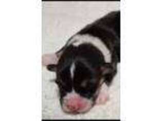 Pembroke Welsh Corgi Puppy for sale in Mount Olive, NC, USA