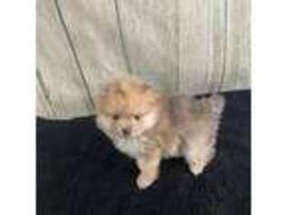 Pomeranian Puppy for sale in Sioux Falls, SD, USA