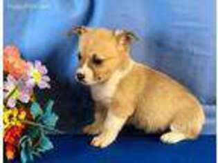 Pembroke Welsh Corgi Puppy for sale in Leesport, PA, USA