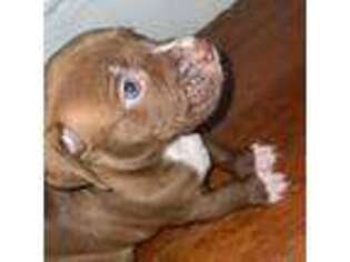 Staffordshire Bull Terrier Puppy for sale in Cleveland, OH, USA
