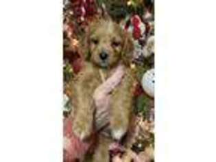 Cavapoo Puppy for sale in Maryville, TN, USA
