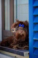 Yorkshire Terrier Puppy for sale in Fort Gibson, OK, USA