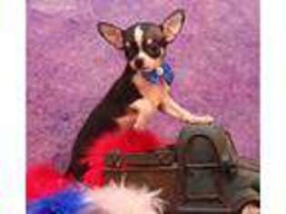 Chihuahua Puppy for sale in Brooksville, MS, USA