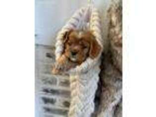 Cavalier King Charles Spaniel Puppy for sale in New Columbia, PA, USA