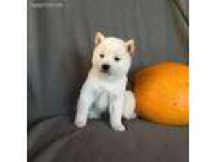 Shiba Inu Puppy for sale in Boyceville, WI, USA