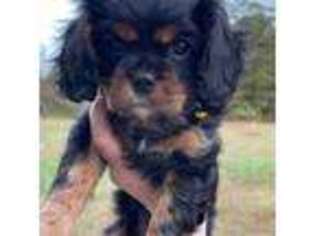 Cavalier King Charles Spaniel Puppy for sale in Spotsylvania, VA, USA