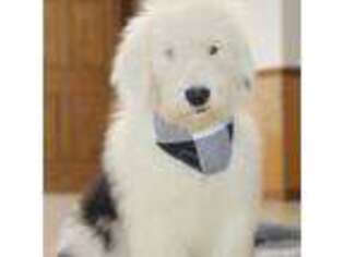 Old English Sheepdog Puppy for sale in Woodruff, SC, USA