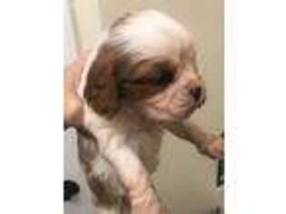 Cavalier King Charles Spaniel Puppy for sale in Crestview, FL, USA