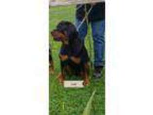 Rottweiler Puppy for sale in Unionville, MO, USA