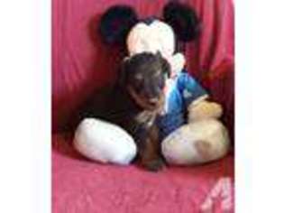 Airedale Terrier Puppy for sale in LOCKHART, TX, USA