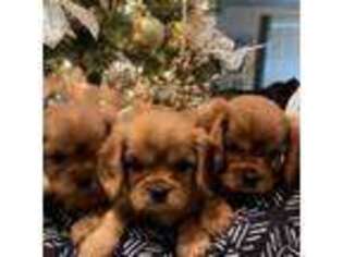 Cavalier King Charles Spaniel Puppy for sale in Elk Grove, CA, USA