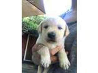 Labrador Retriever Puppy for sale in Scotts Mills, OR, USA