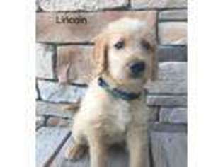 Labradoodle Puppy for sale in Brunswick, MO, USA