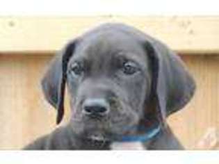 Great Dane Puppy for sale in EAST SPARTA, OH, USA