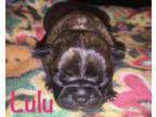 French Bulldog Puppy for sale in Cedar Creek, TX, USA
