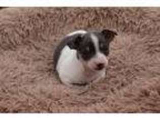 Rat Terrier Puppy for sale in Fredericksburg, TX, USA