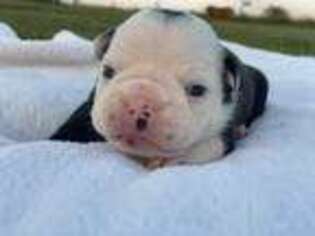 Miniature Bulldog Puppy for sale in Falcon, MO, USA