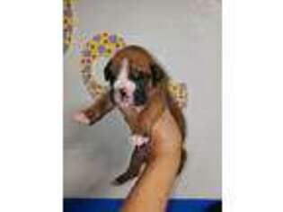 Boxer Puppy for sale in Timmonsville, SC, USA