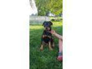 Rottweiler Puppy for sale in New London, MN, USA