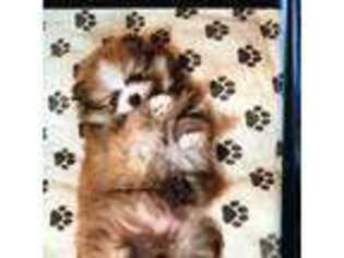 Pomeranian Puppy for sale in Candler, NC, USA