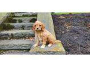 Cavapoo Puppy for sale in Paradise, PA, USA