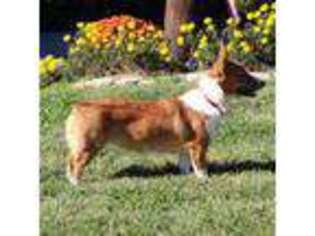Pembroke Welsh Corgi Puppy for sale in Sadieville, KY, USA