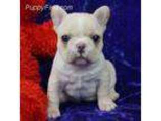 French Bulldog Puppy for sale in Marionville, MO, USA