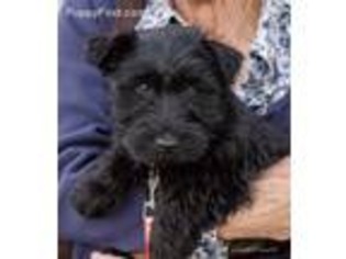 Scottish Terrier Puppy for sale in Rupert, ID, USA