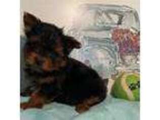 Yorkshire Terrier Puppy for sale in Pembroke Pines, FL, USA