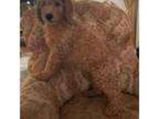 Goldendoodle Puppy for sale in Murrieta, CA, USA