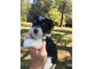 Biewer Terrier Puppy for sale in Hamilton, AL, USA