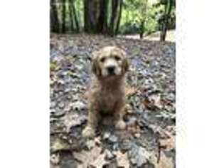Goldendoodle Puppy for sale in Girard, OH, USA