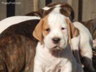Bulldog Puppy for sale in Millbury, MA, USA