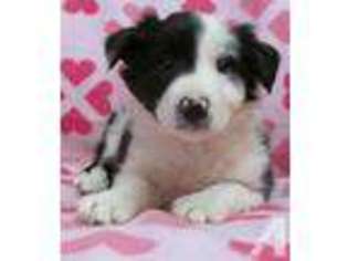 Border Collie Puppy for sale in MESA, AZ, USA